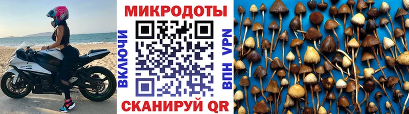 гидра как войти  Тогучин  Псилоцибиновые грибы Psilocybe 